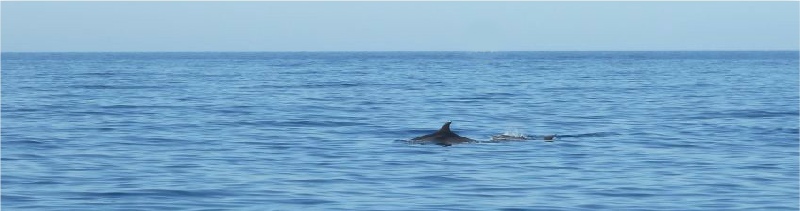 Delfin im ruhigen Meer, der Himmel ist im oberen Viertel des Bildes
